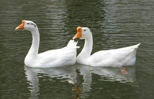 平荣大鹅最新爆料,行业内幕大曝光！