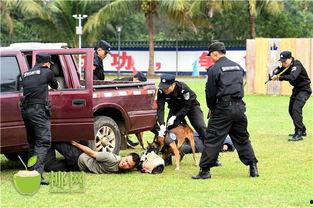 超级对抗最新爆料视频,揭秘神秘势力内幕