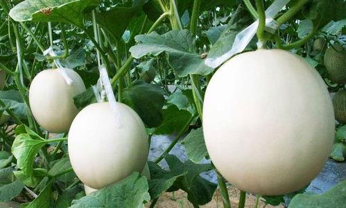 甜瓜娱乐爆料君是谁啊,网络红人背后的故事