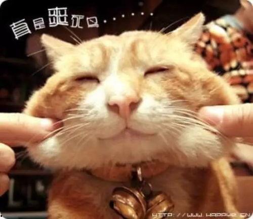 娱乐吃瓜猫捉鸟百度云,猫捉鸟事件全网热议,百度云揭秘幕后真相