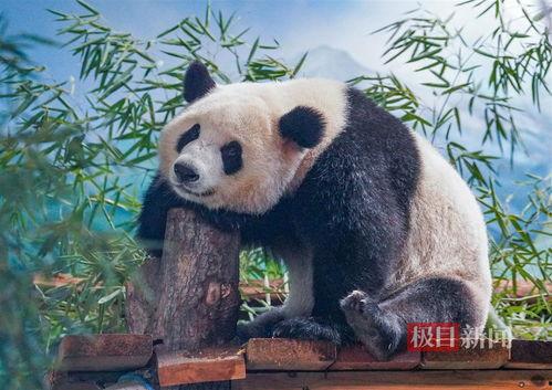 娱乐吃瓜酱功勋大熊猫,国宝传奇,熊猫界的明星风采