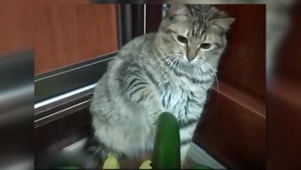 娱乐圈吃瓜猫是谁,揭秘娱乐圈幕后真相的神秘人物