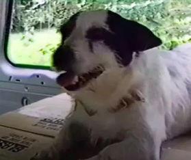 娱乐吃瓜酱搬家带狗,娱乐吃瓜酱携爱犬开启温馨搬家之旅