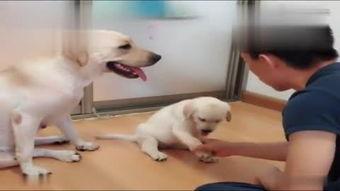 娱乐吃瓜酱搬家带狗,娱乐吃瓜酱携爱犬开启温馨搬家之旅