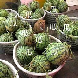 娱乐吃瓜的网名有哪些